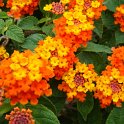 Lantana camara orange